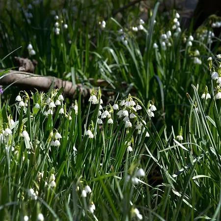 Slavuna Hotel Albena