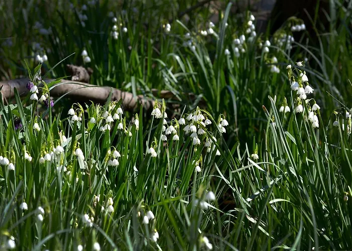 Slavuna Хотел Албена