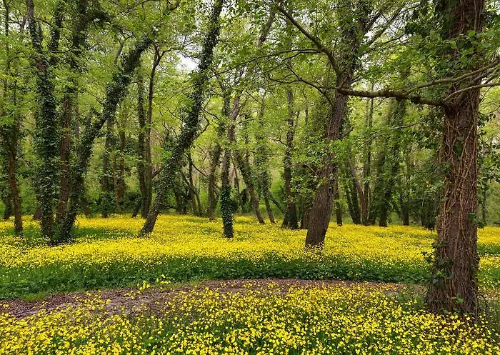 Slavuna Хотел 4*